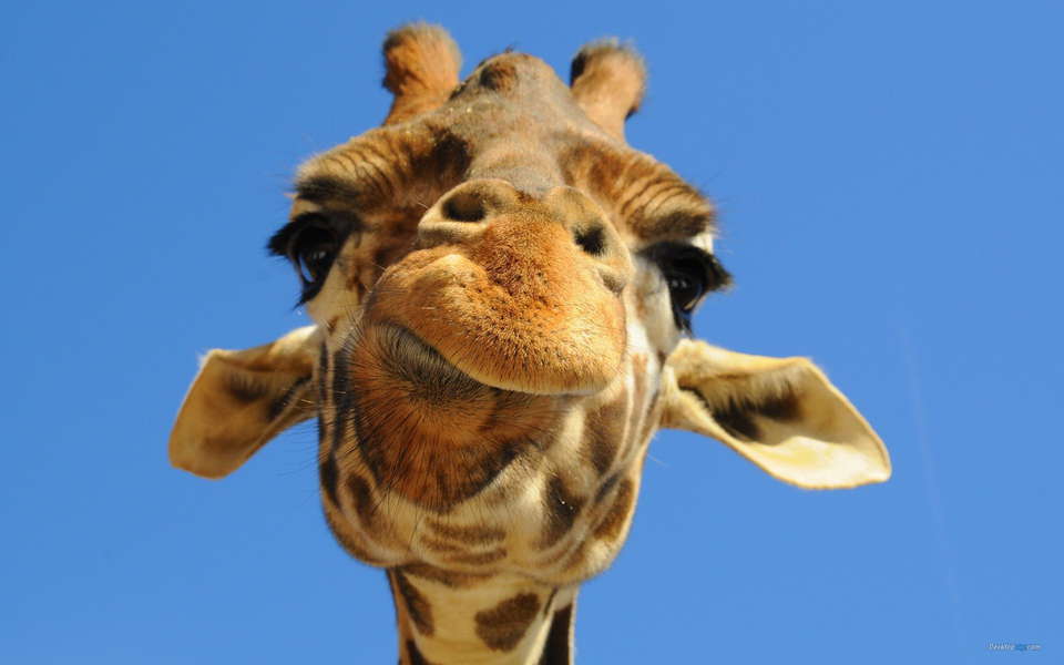 Giraffe