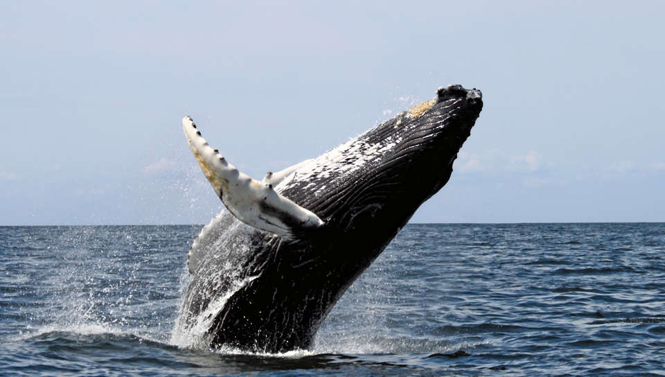 Humpback Whales